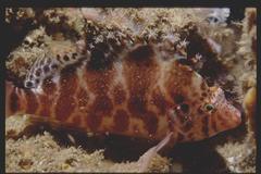 Cirrhitichthys aprinus