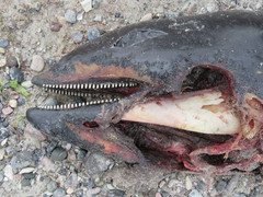 Sagmatias australis