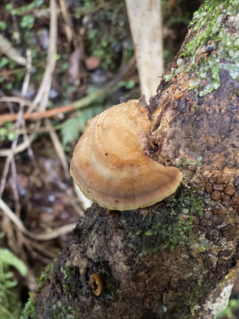 Steccherinum rawakense · July 2025 · photo: © jeremy_rolfe (iNaturalist, cc-by)