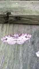 Paradarisa consonaria