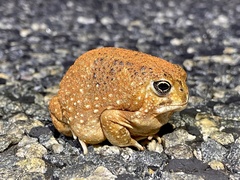 Desert Spadefoot Toad photo 3