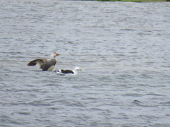 Tachyeres leucocephalus