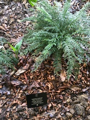 Asplenium thunbergii