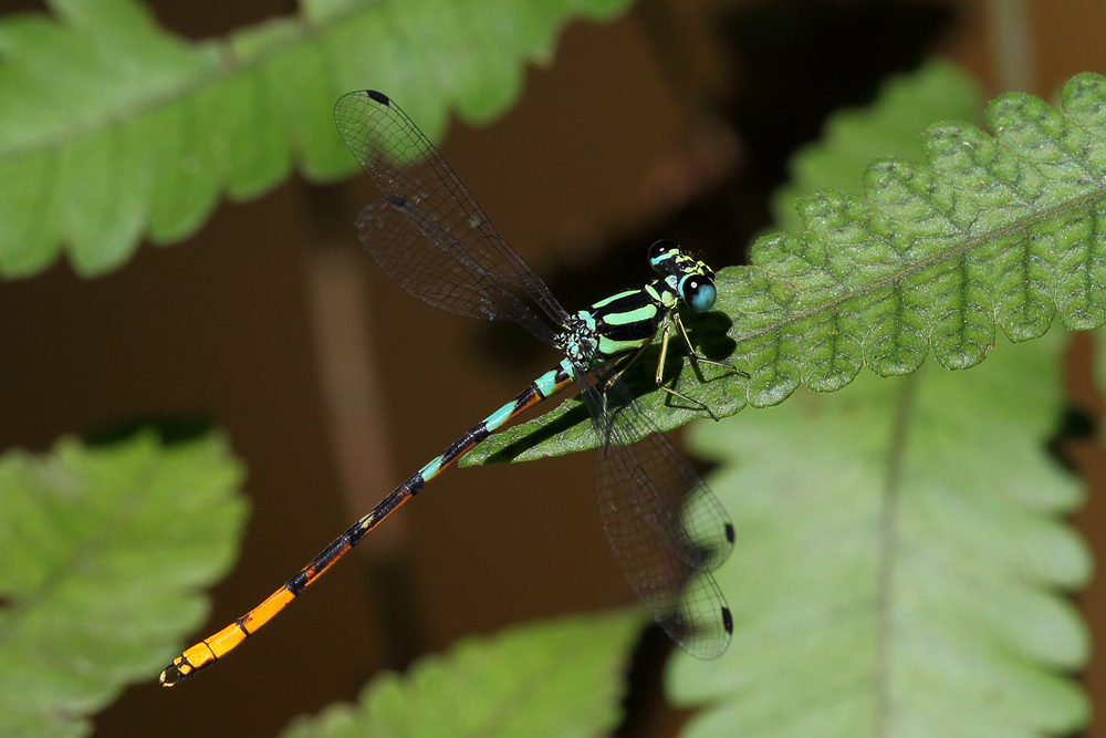 Philosinidae