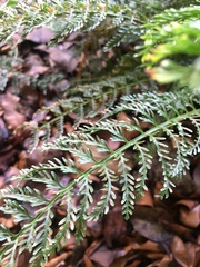 Asplenium thunbergii