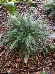 Asplenium thunbergii
