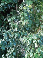Hedera helix