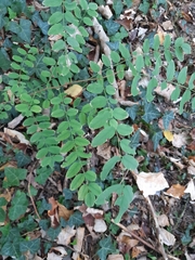 Robinia pseudoacacia