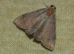 Eulepidotis junetta