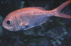 Redfish photo 4