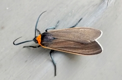 Cisseps fulvicollis