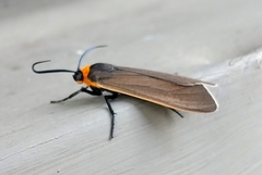 Cisseps fulvicollis