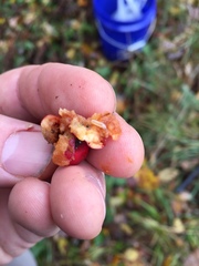 Rhagoletis pomonella