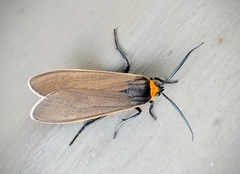 Cisseps fulvicollis