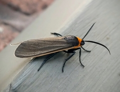 Cisseps fulvicollis