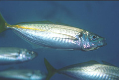 Trachurus novaezelandiae