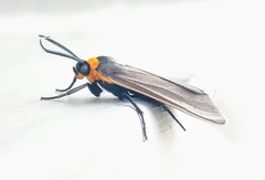 Cisseps fulvicollis