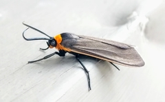 Cisseps fulvicollis