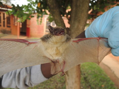 Pseudoromicia rendalli