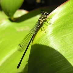 Onychargia atrocyana