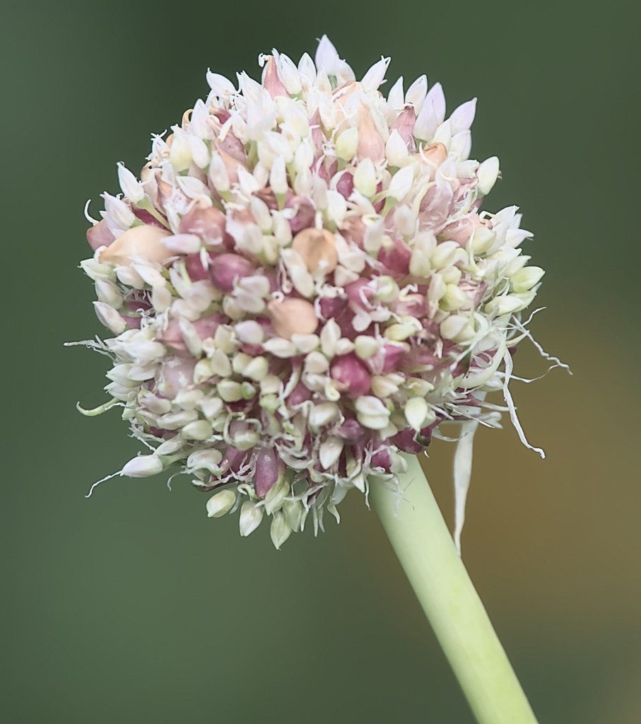 Allium sativum