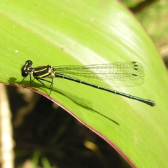 Onychargia atrocyana