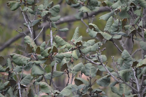 Quercus pennivenia