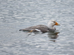 Tachyeres leucocephalus