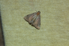 Eulepidotis junetta