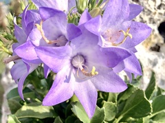 Campanula versicolor