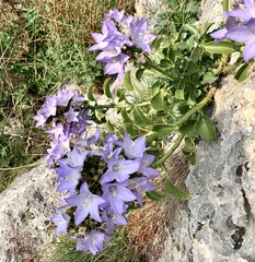 Campanula versicolor