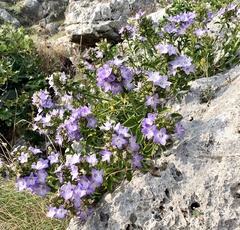 Campanula versicolor