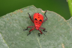 Antilochus coquebertii