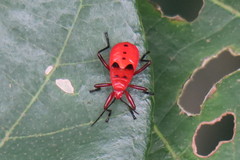 Antilochus coquebertii