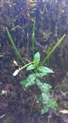 Epilobium amurense