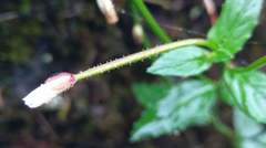Epilobium amurense