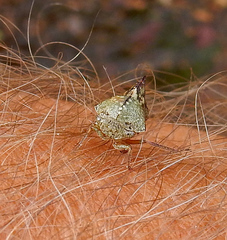 Telamonini