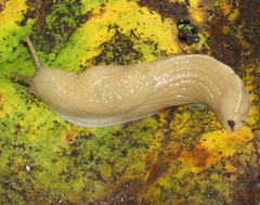 Urocyclidae