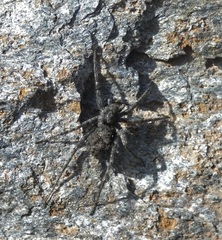 Pardosinae