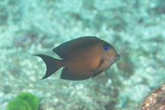 Ctenochaetus binotatus