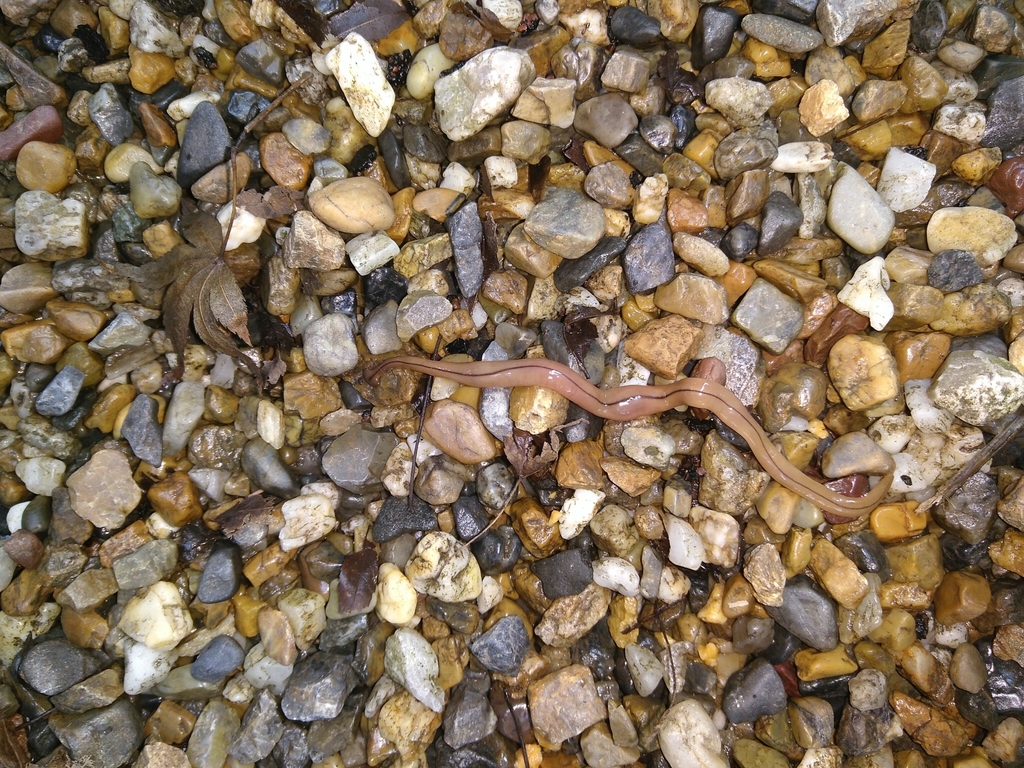 Hammerhead Worms from Kyoto, JPKY, JP on October 13, 2019 at 1023 AM