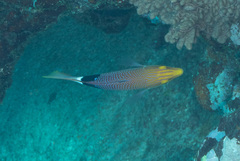 Bodianus loxozonus