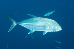 Caranx papuensis