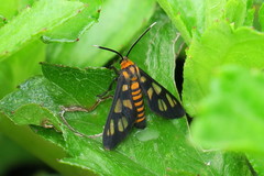 Amata huebneri