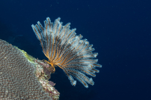 Genus Anneissia · iNaturalist