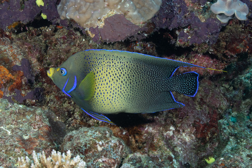 Semicircle Angelfish