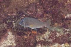 Lethrinus atkinsoni