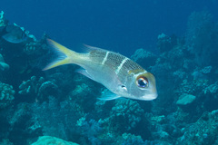 Monotaxis heterodon