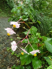 Begonia grandis