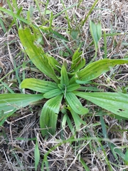 Plantago lanceolata